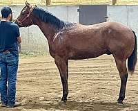 all-around-quarter-horse