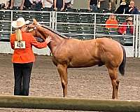 athletic-quarter-horse