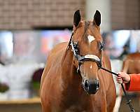 bhf-stallion