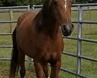 arabian-filly