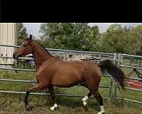 arabian-horse-for-sale