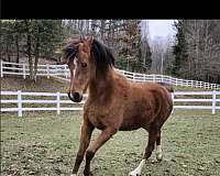 arabian-horse