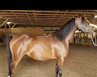 bay-aha-filly-mare