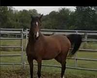 aha-filly-mare