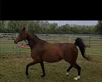 aha-arabian-filly-mare