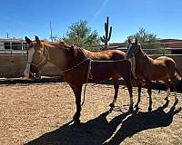 chestnut-quarter-horse-mare
