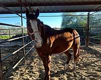 chestnut-mare-for-sale