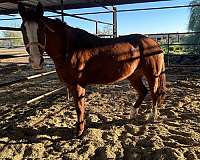 14-hand-quarter-horse-mare