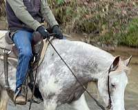 racking-horse-for-sale
