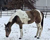 hazing-pinto-horse