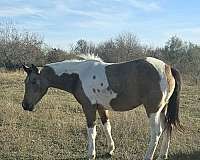 rodeo-pi-pinto-horse