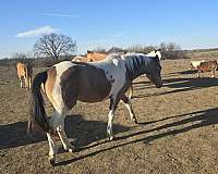 buckskin-rodeo-pi-horse