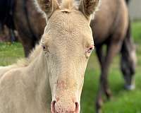 4-h-paint-horse