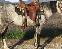 all-around-welsh-pony