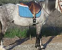 dappled-welsh-pony