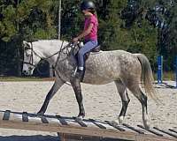 driving-welsh-pony