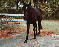 cutting-prospect-friesian-pony
