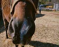 started-under-saddle-friesian-pony