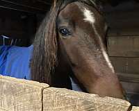 all-around-friesian-pony