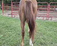 sorrel-blaze-face-socks-horse