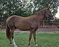 sorrel-gaited-horse