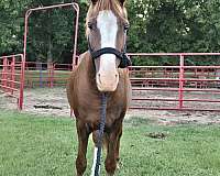 gaited-gelding