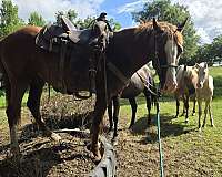 gaited-horse