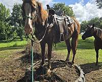 gaited