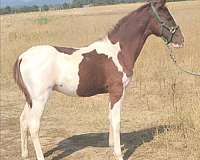 tobiano-pinto-colt-mare