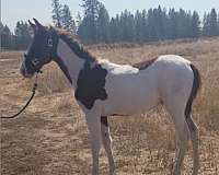 chestnut-twhbea-colt-mare