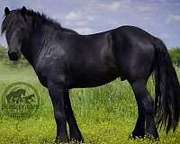 slbr-none-horse
