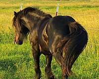 hypp-nn-fell-pony