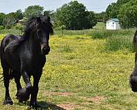started-under-saddl-fell-pony