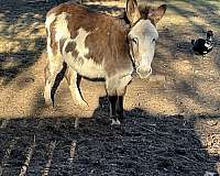 brown-white-horse