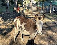 brown-donkey-mare