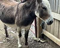 white-horse