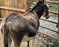 brown-white-horse