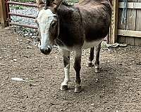 brown-donkey-mare