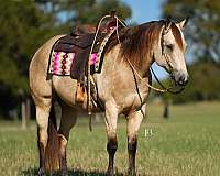all-around-quarter-horse