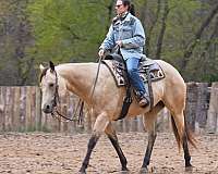 drill-team-quarter-horse