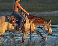 english-pleasure-quarter-horse