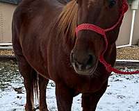 quarter-horse-for-sale