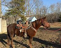quarter-horse