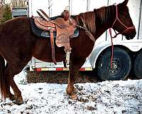 quarter-horse-gelding