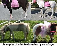 therapy-horses-miniature