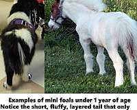 miniature-therapy-horses