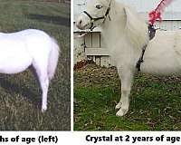 therapy-miniature-horses