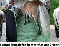 utah-miniature-horse