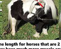 new-york-miniature-horse