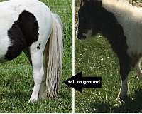 calf-roping-miniature-horse